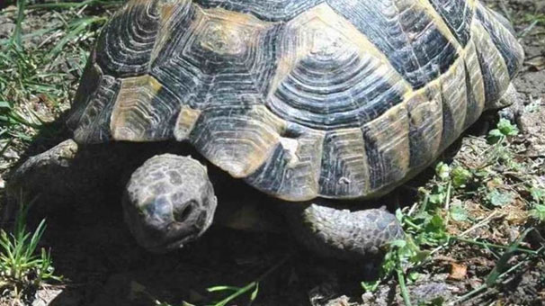 Muğla'da hepsi kaplumbağanın midesinden çıktı! Şoke olacaksınız