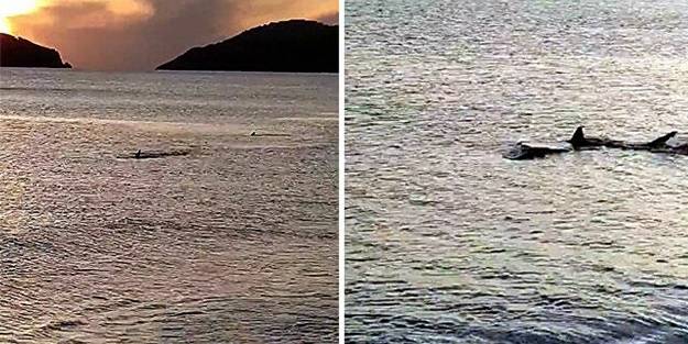 Muğla'da kıyıya 3 metre mesafede köpek balıkları görüntülendi!