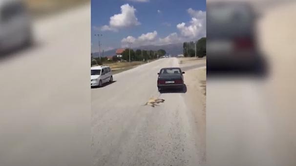 Muğla'da köpeği otomobile bağlayıp sürükleyen kişiye büyük tepki