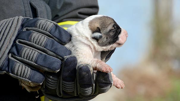 Muğla'da köpek yavruları boğulmak üzereyken bulundu