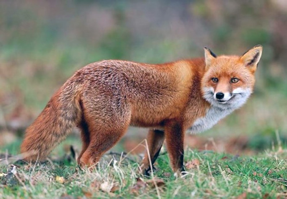 Muğla’da kuduzla mücadele başlıyor 