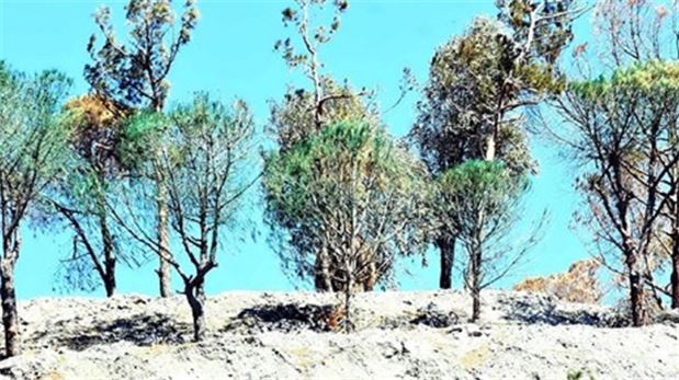 Muğla'da kuruyan ağaçları yeşile boyadılar