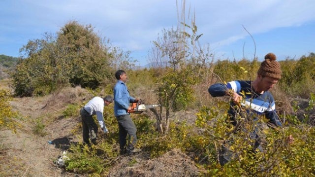 O ilimizde nar üreticileri ağaçlarını söküyor