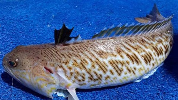 Muğla'da öldürücü etkisi olan ‘trakonya’ balıkçıların oltasına takıldı
