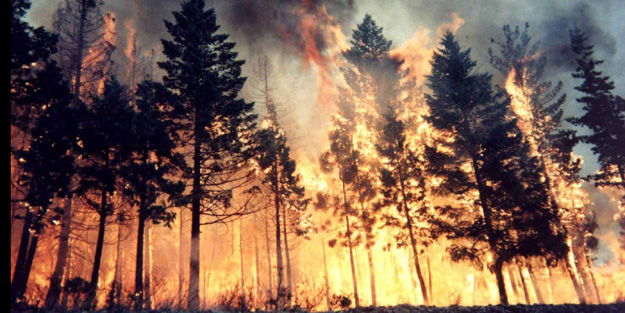 Muğla'da orman yangını