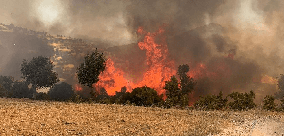Muğla'da orman yangınlarının yaraları sarılıyor