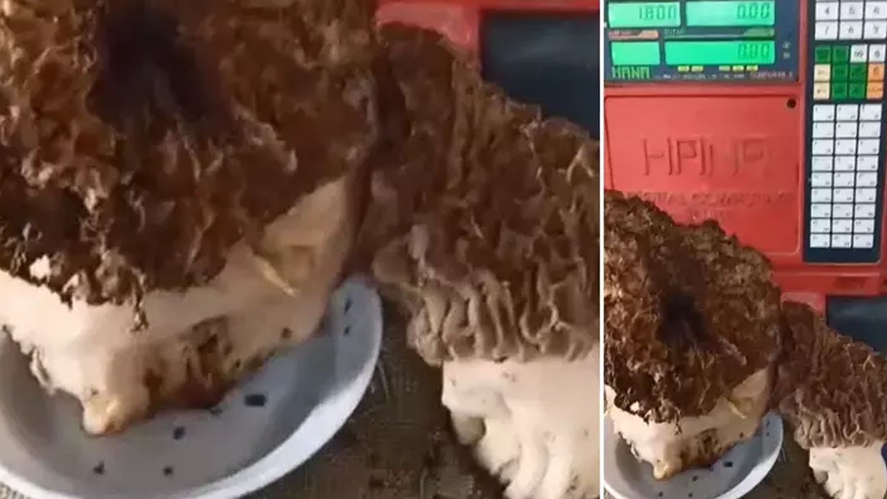 Muğla'da gezerken buldu: Tam 1 kilo 800 gram! Kendisi bile inanamadı