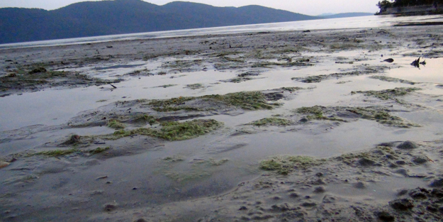 Muğla'da ürküten görüntüyle ilgili uzmanlardan flaş açıklama