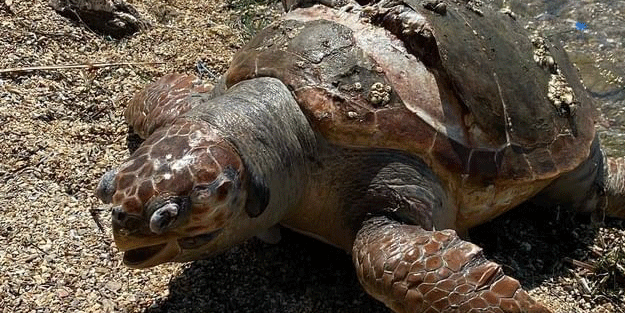 Muğla'da üzücü görüntü