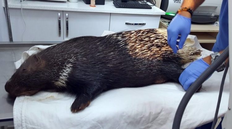 O ilimizde yaralı bulunan oklu kirpi tedavi altına alındı