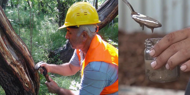 Muğla'da yetişiyor kilosu 5 bin lira!