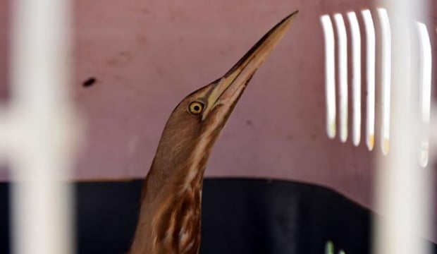 Muğla'da yol kenarında bulundu!