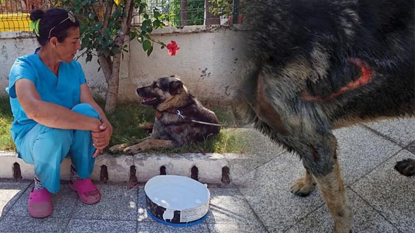 Muğla'da yürek parçalayan görüntüler! Bayram günü işkence...