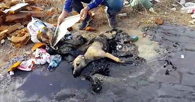 Muğla'da zifte gömülen yavru köpeğe yardım eli