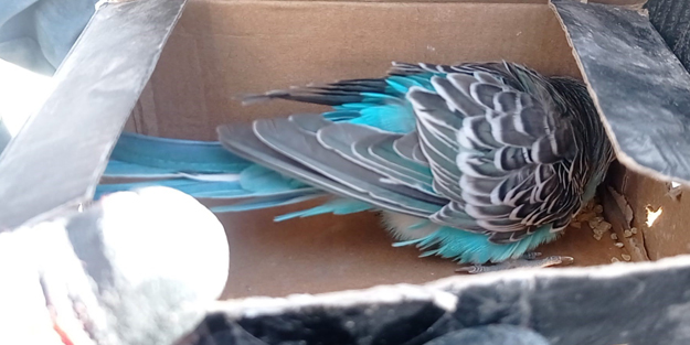 Muhabbet kuşu enkaz altında bitkin halde bulundu