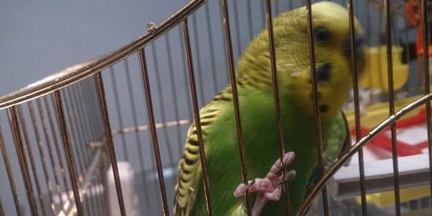 Muhabbet kuşu tek ayağı ile hayata tutundu