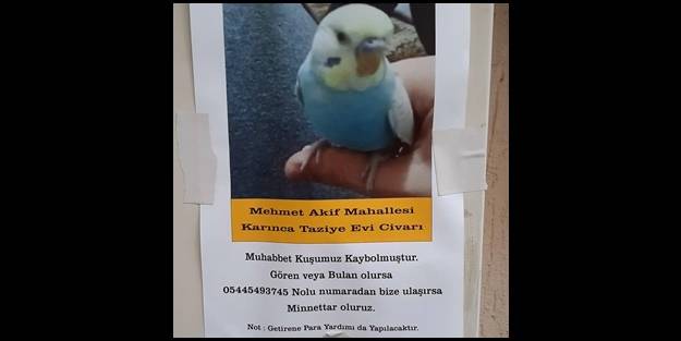 Muhabbet kuşunu bulana ödül verecek