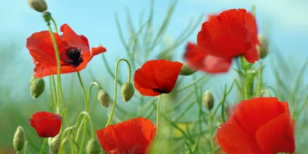 Muhammed Baba Semmasi hazretleri kimdir?