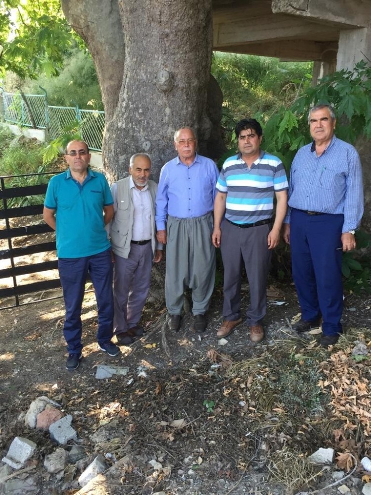 Muhtar, 500 yaşındaki çınar ağacının anıt ağaç olarak tescillenmesini istiyor 
