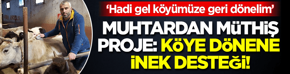 Muhtardan müthiş proje: köye dönene inek desteği!