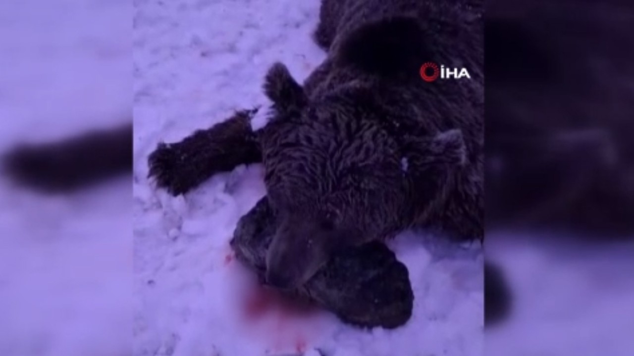 Muhtarın hayatını kaybetmesine neden olmuştu! O ayı öldürüldü