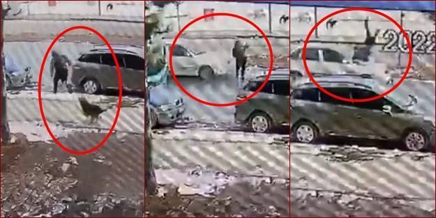 Muhtarın toplatmasına engel olan validen 'köpek saldırısı' için tuhaf savunma! "Köpekperestler" muhtarı görevden aldıracakmış