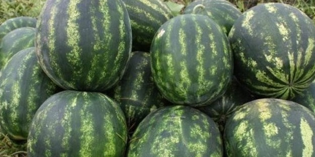 Mükemmel karpuz seçmenin püf noktaları