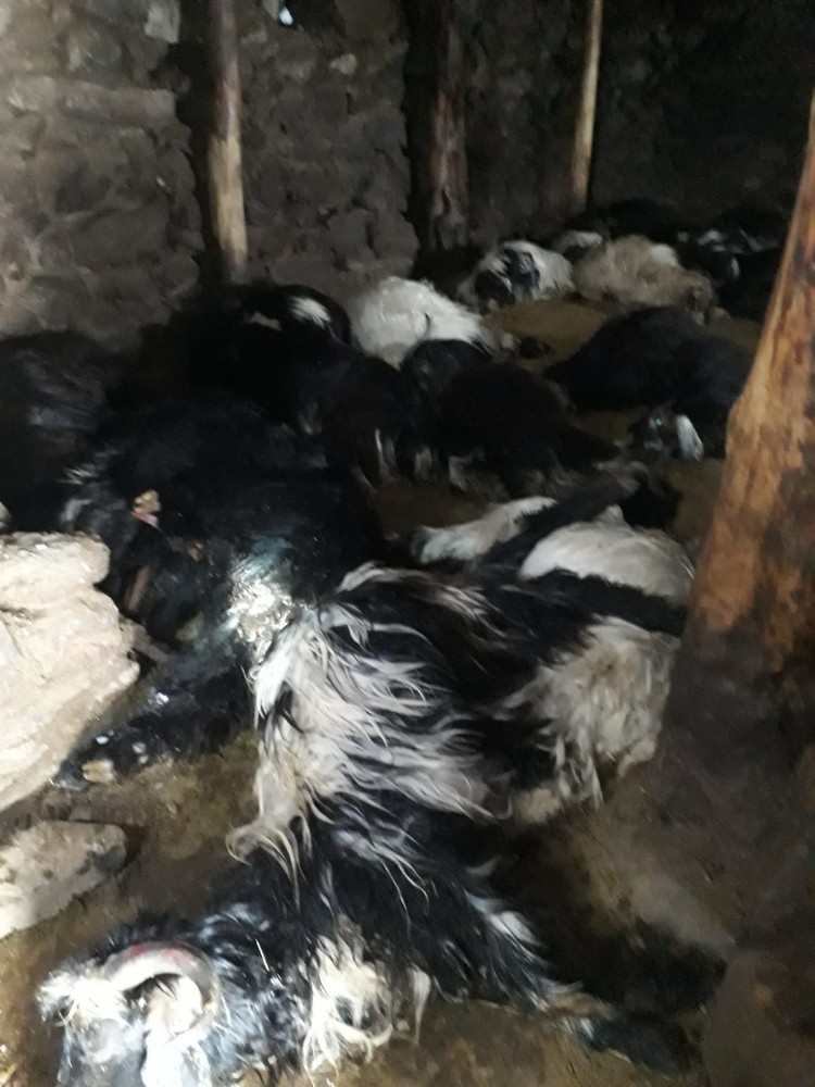 Mumdan çıkan yangında 70 hayvan telef oldu 