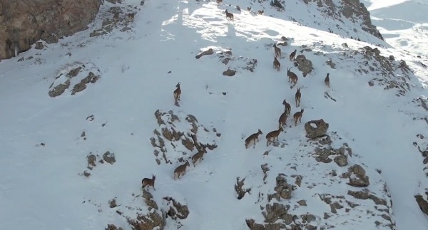 Munzur Dağı'nda çekildi! Bu görüntüler belgeselleri aratmadı