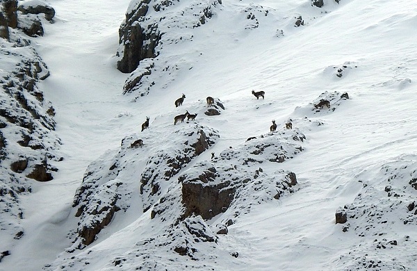 Munzur Dağı'nın en tatlı rengi!