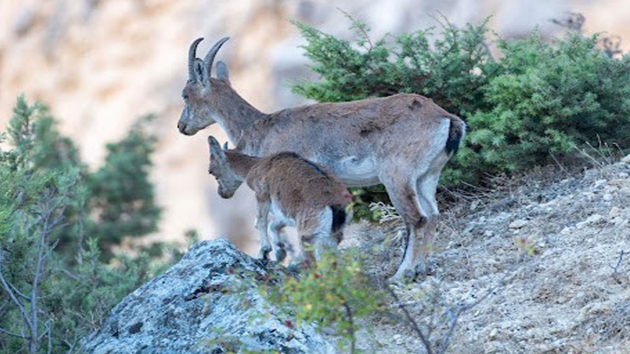 Munzur Dağları’nda nadir anlar!