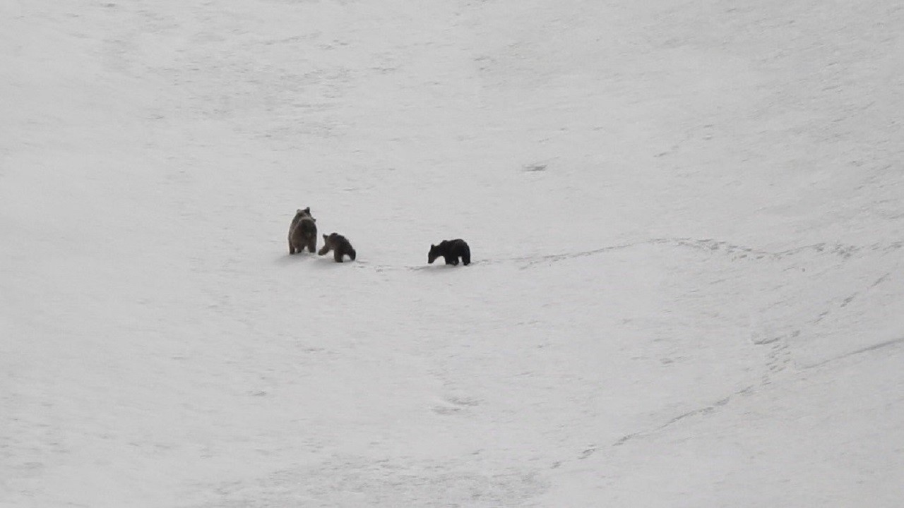 Munzur Dağları'nda sürpriz görüntü