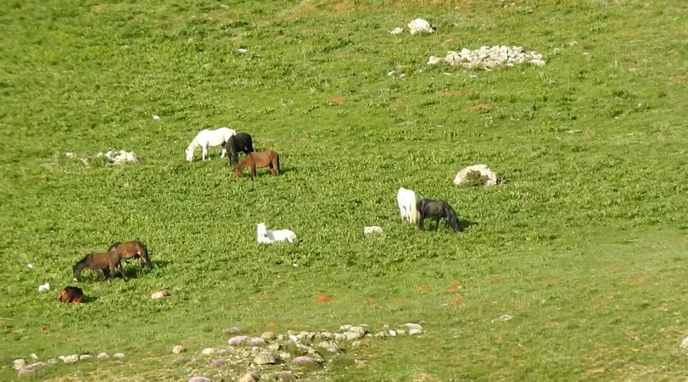 Munzur Dağlarındaki yılkı atları görüntülendi 