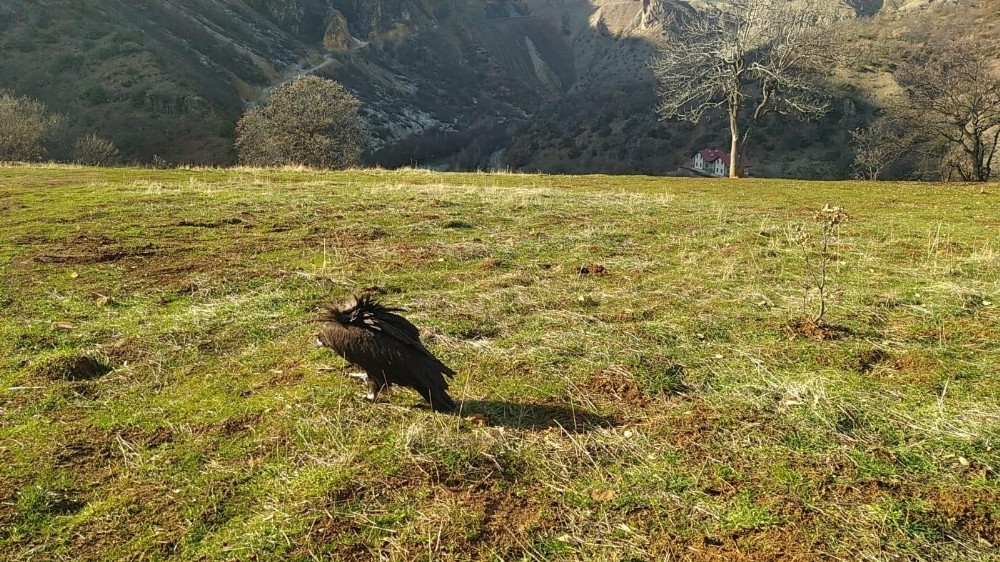 Munzur’da bulunmuştu, o kara akbaba iyileşti doğaya bırakıldı 