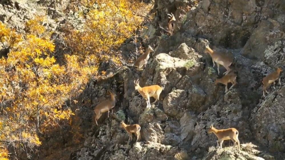 Munzur’un sarp kayalıklarında yaban keçileri böyle görüntülendi