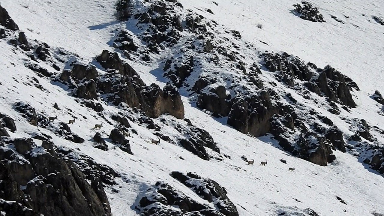 Munzur’un zirvesinde göç vakti!