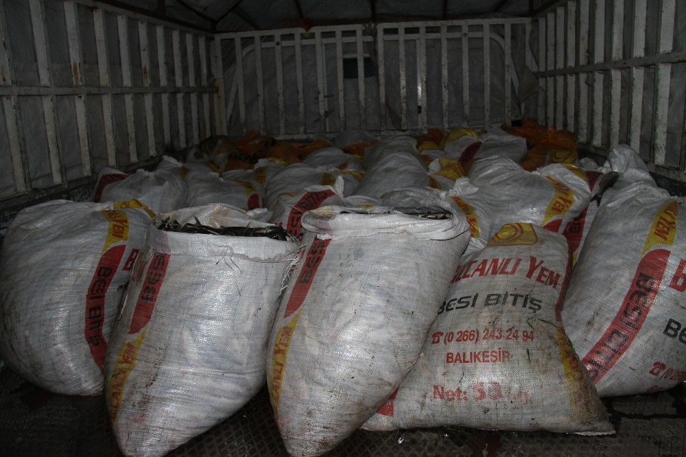 Muradiye ilçesinde 4 ton kaçak avlanmış inci kefali ele geçirildi 