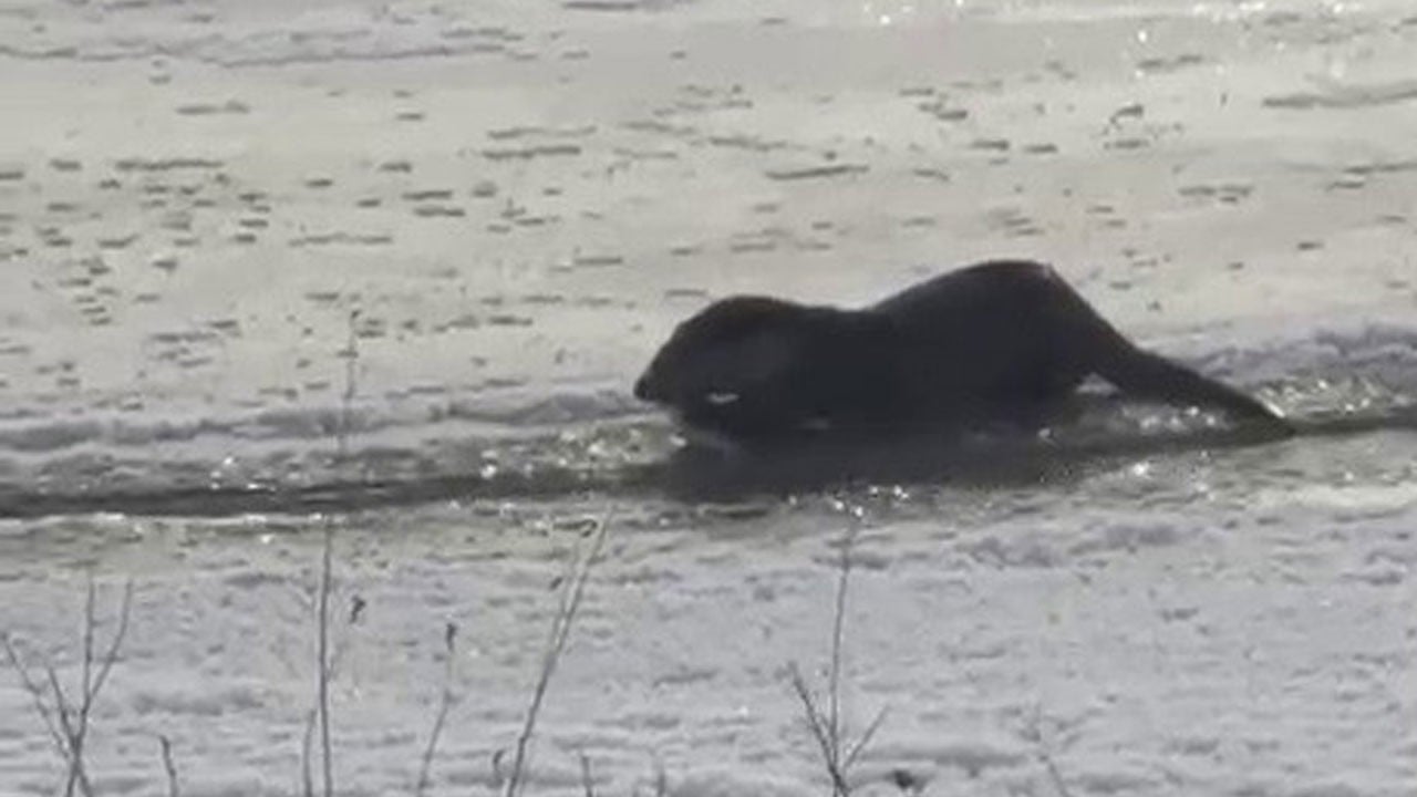 Murat Nehri'nde su samurları kamerada
