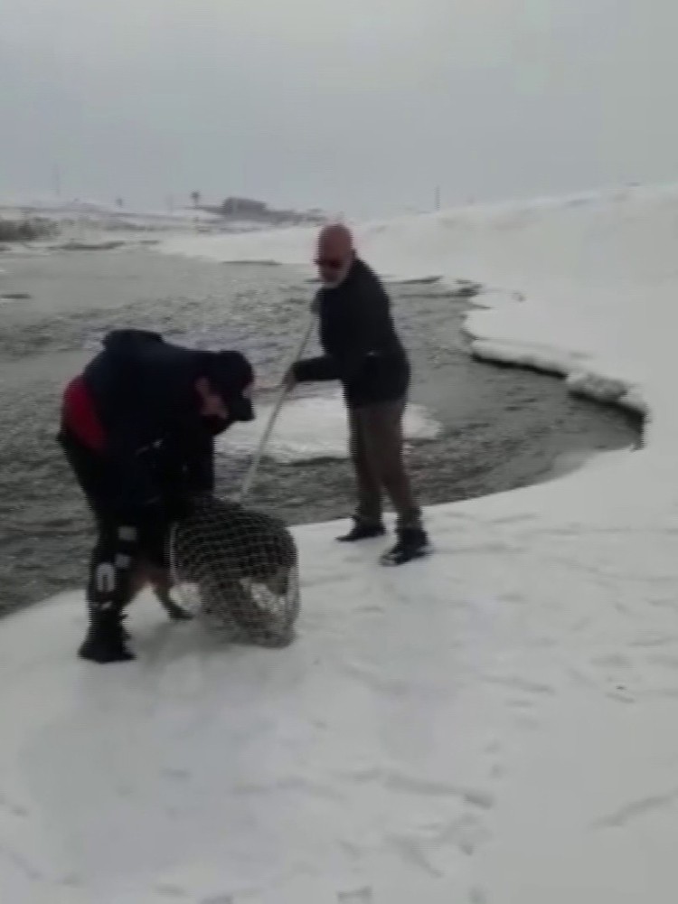 Murat Nehri’ne yemek aramaya giden kurt köpeği mahsur kaldı 