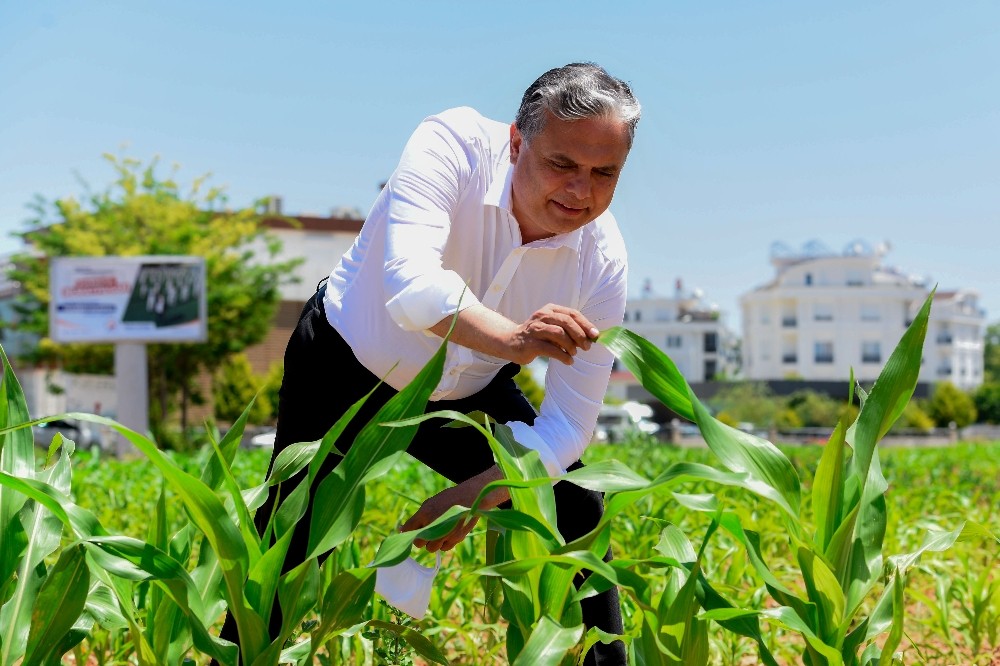 Muratpaşa’da mısırlar büyüyor 