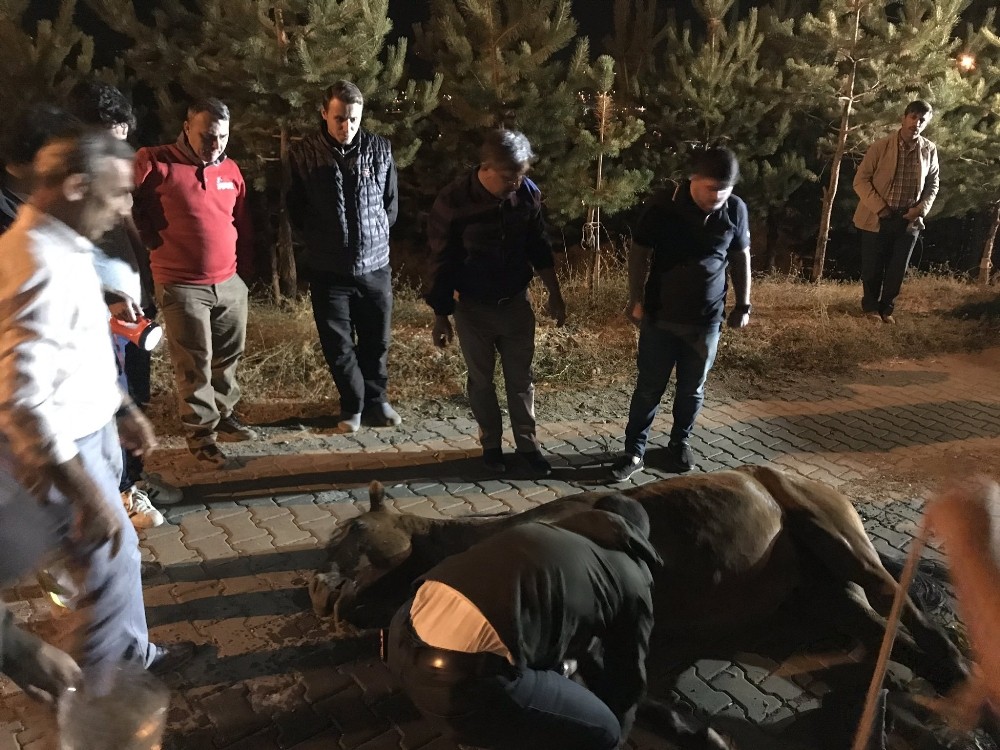 Muş Belediyesi ekiplerinin 3 saatlik at kurtarma operasyonu 