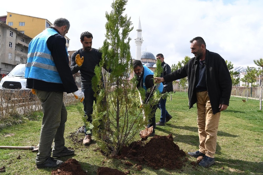 Muş Belediyesinden fidan dikim çalışması 
