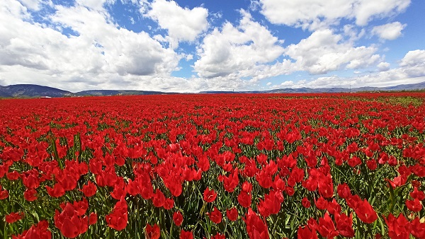 Muş Ovası kırmızıya büründü
