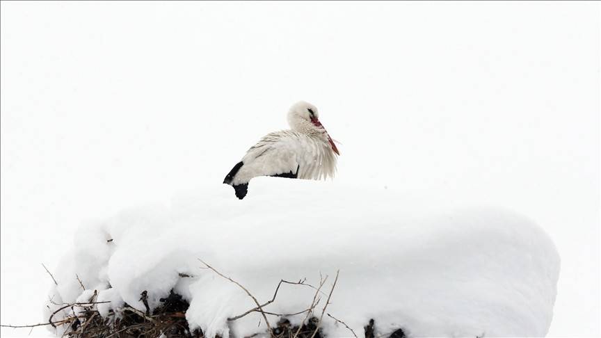 Muş Ovası'na gelen 'baharın habercisi' leylekler kara yakalandı