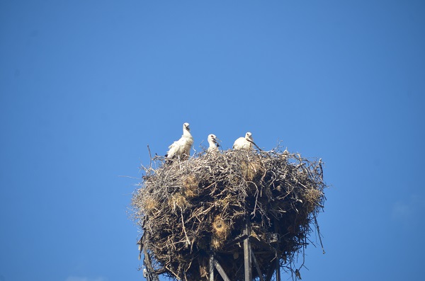 Muş Ovası'nda göç yolculuğu