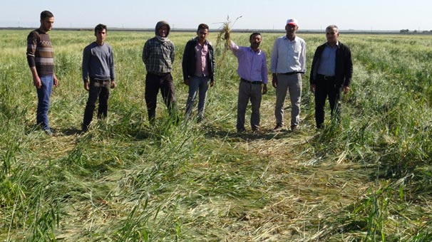 Musallat oldular! Akşam olunca geliyorlar...