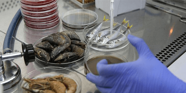 Müsilaj balıkları etkiledi mi, tüketmeli miyiz? İşte cevabı