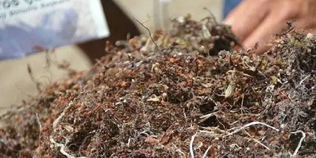 Müsilajın ardından yeni tehlike: Sargassum
