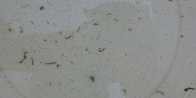 Musluklardan kurtçuk aktı