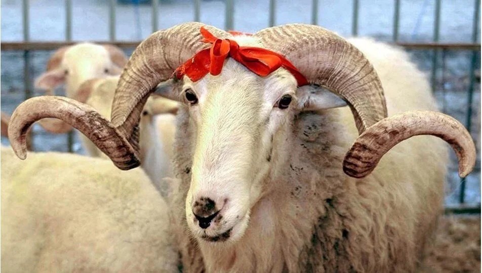 Müslüman ülkede Müslümanlar yasta: Kurban kesemeyecekler